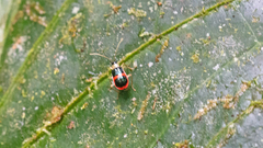 Paratriarius adonis