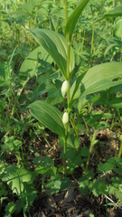 Polygonatum humile