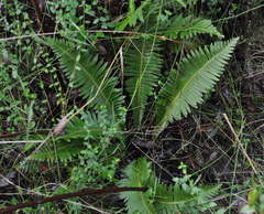 Blechnum nudum