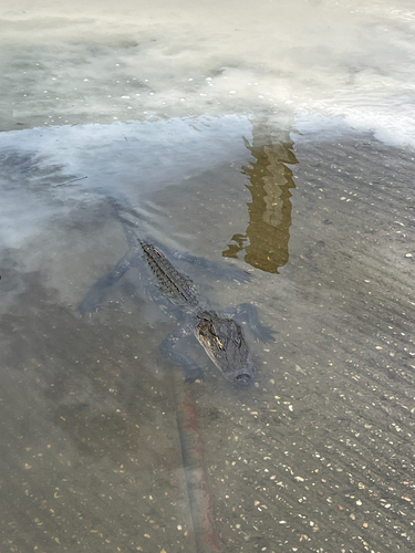 American Alligator