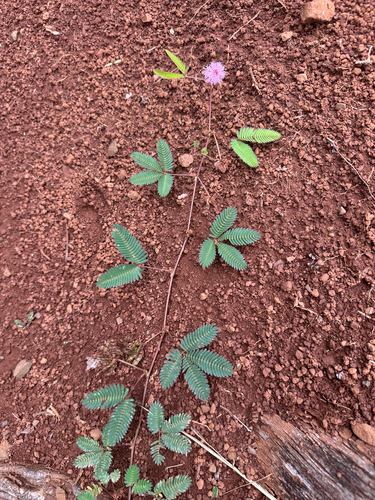 Mimosa pudica observed 2026-10-02