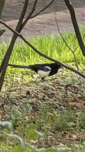Eurasian Magpie