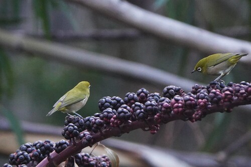 Zosterops japonicus observed 2026-10-02