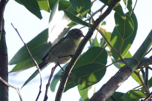 Chlorodrepanis flava, 2026-10-02