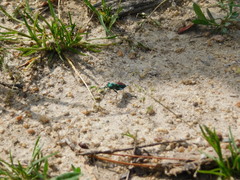 Cicindela splendida