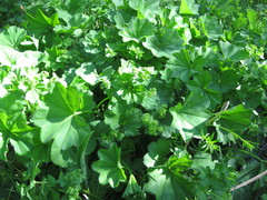 Alchemilla decalvans