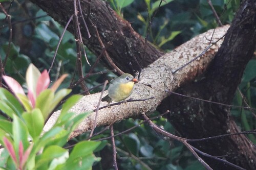 Leiothrix lutea observed 2026-10-02