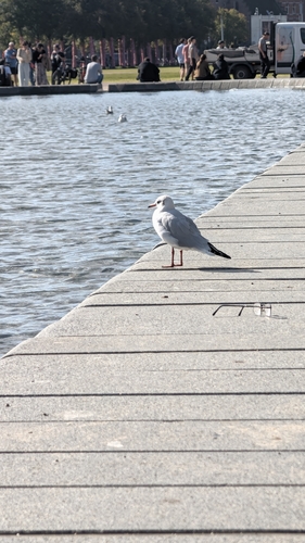Black-headed Gull