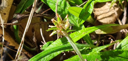 Euchiton japonicus