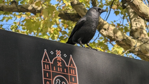 Eurasian Jackdaw