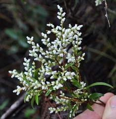 Leucopogon affinis