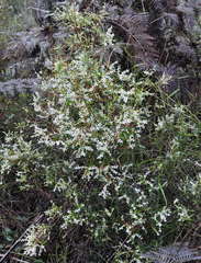 Leucopogon affinis