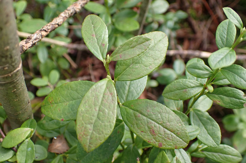 Vaccinium × intermedium, photograph 2