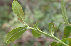 Thomas Gyselinck, CC BY, iNaturalist via GBIF Vaccinium × intermedium, photograph Thomas Gyselinck, CC BY, iNaturalist via GBIF