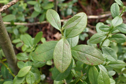 Vaccinium × intermedium, photograph 5