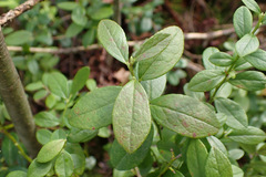 Thomas Gyselinck, CC BY, iNaturalist via GBIF Vaccinium × intermedium, photograph Thomas Gyselinck, CC BY, iNaturalist via GBIF