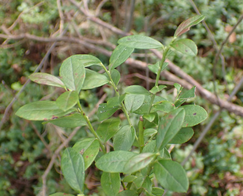 Vaccinium × intermedium, photograph 4