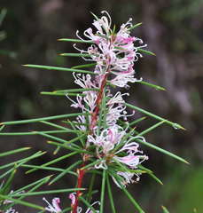 Hakea decurrens physocarpa