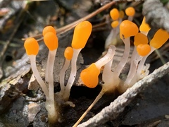 Mitrula paludosa