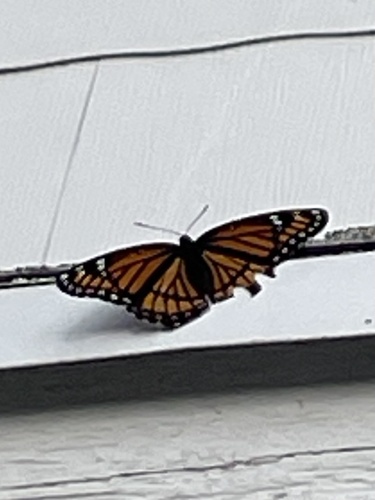 Viceroy