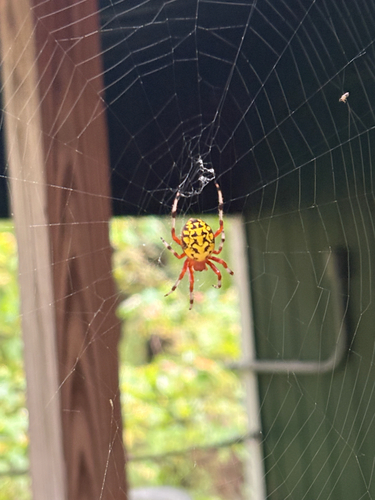 Marbled Orbweaver