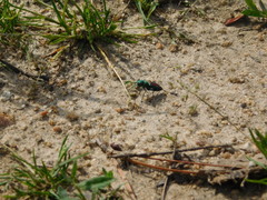 Cicindela splendida