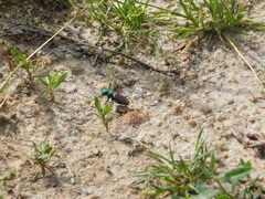 Cicindela splendida
