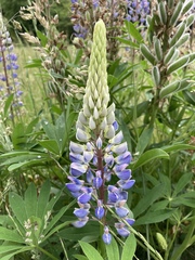 Lupinus polyphyllus