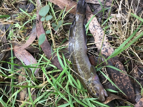 Twospine blackfish (Gadopsis bispinosus) — Percichthyidae — 3