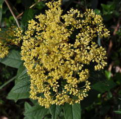 Pomaderris intermedia