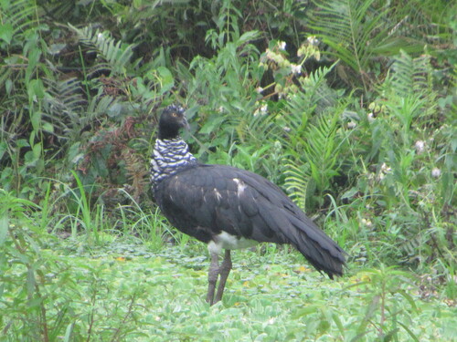 Horned Screamer