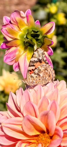 Painted Lady