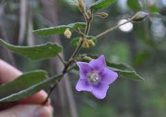 Howittia trilocularis