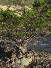 Lophophora diffusa