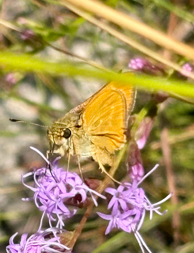 Meske's Skipper