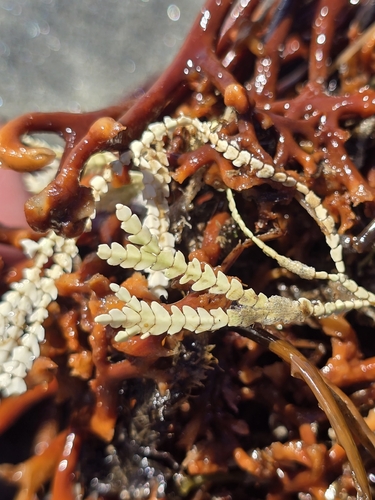 Bossiella orbigniana, 2026-10-02