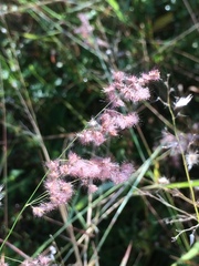 Melinis repens repens