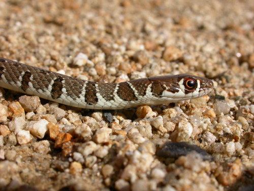 Photo of a Dahl's Whip Snake (Platyceps najadum)