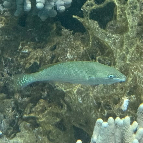 Stethojulis strigiventer observed 2026-09-26