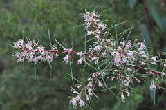 Hakea decurrens physocarpa