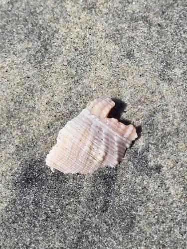 Nassarius fossatus, 2026-10-02