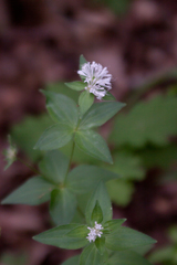 Asperula taurina