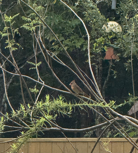 Northern Cardinal