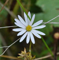 Brachyscome graminea