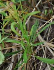 Brachyscome graminea