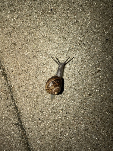 Garden Snail