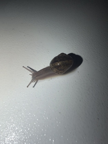 Garden Snail
