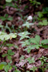 Asperula taurina