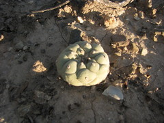 Lophophora diffusa