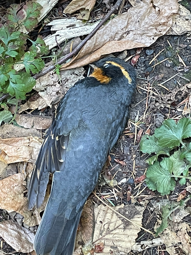 Varied Thrush